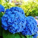 50 Pcs Mixed Hydrangea Flower