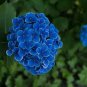 50 Pcs Mixed Hydrangea Flower