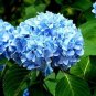 50 Pcs Mixed Hydrangea Flower
