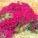 100 Pcs Creeping Thyme Seeds Rock Cress Seeds Perennial Ground Cover Flower Pink Red Colors