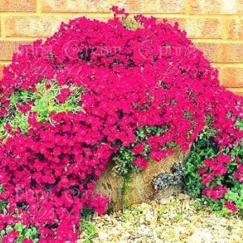 100 Pcs Creeping Thyme Seeds Rock Cress Seeds Perennial Ground Cover Flower Pink Red Colors