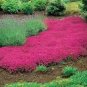 100 Pcs Creeping Thyme Seeds Rock Cress Seeds Perennial Ground Cover Flower Pink Red Colors