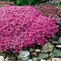 100 Pcs Creeping Thyme Seeds Rock Cress Seeds Perennial Ground Cover Flower Pink Red Colors