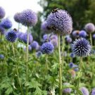 30 Pcs Echinops sphaerocephalus Glandular Globe