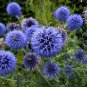 30 Pcs Echinops sphaerocephalus Glandular Globe