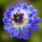 1 Pcs Purple Dahlia Flowers Perennial Rooted Flowers