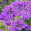 120 Pcs Heirloom Purple Mountain Phlox Seeds 120 Pcs Heirloom Purple Mountain Phlox Seeds
