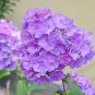 120 Pcs Heirloom Purple Mountain Phlox Seeds
