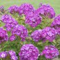 120 Pcs Heirloom Purple Mountain Phlox Seeds
