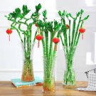50 Pcs Lucky Bamboo Seeds Home Garden Decoration Perennial Indoor Plant