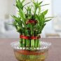 50 Pcs Lucky Bamboo Seeds Home Garden Decoration Perennial Indoor Plant