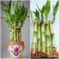 50 Pcs Lucky Bamboo Seeds Home Garden Decoration Perennial Indoor Plant