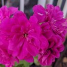 10 Pcs Rare Purple Rose Geranium Seeds Double Pelargonium Flowers 10 Pcs Rare Purple Rose Geranium Seeds Double Pelargonium Flowers