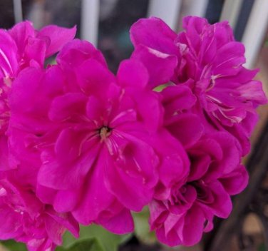 10 Pcs Rare Purple Rose Geranium Seeds Double Pelargonium Flowers
