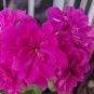 10 Pcs Rare Purple Rose Geranium Seeds Double Pelargonium Flowers