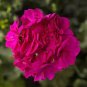 10 Pcs Rare Purple Rose Geranium Seeds Double Pelargonium Flowers