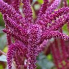 120 Pcs Purple Bamboo Foxtail Seeds
