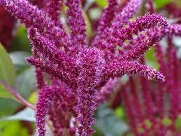 120 Pcs Purple Bamboo Foxtail Seeds