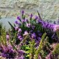 120 Pcs Purple Bamboo Foxtail Seeds