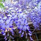 20 Pcs rare sky Blue moon wisteria tree seeds ,potted flower seeds