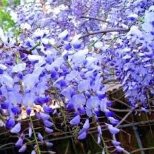 20 Pcs rare sky Blue moon wisteria tree seeds ,potted flower seeds