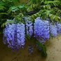 20 Pcs rare sky Blue moon wisteria tree seeds ,potted flower seeds