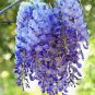 20 Pcs rare sky Blue moon wisteria tree seeds ,potted flower seeds