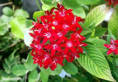 200 Pcs Pentas Lanceolata Flower seeds