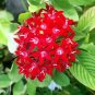 200 Pcs Pentas Lanceolata Flower seeds