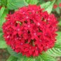 200 Pcs Pentas Lanceolata Flower seeds