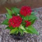 200 Pcs Pentas Lanceolata Flower seeds
