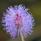 30 Pcs Mimosa seeds