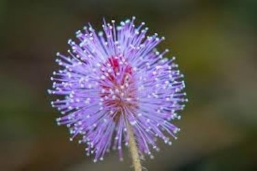 30 Pcs Mimosa seeds
