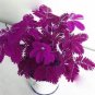 30 Pcs Mimosa seeds