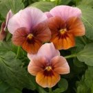 100 Pcs Mexican pansy seeds Wavy Viola Tricolor Flower Seeds bonsai potted plant