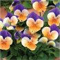 100 Pcs Mexican pansy seeds Wavy Viola Tricolor Flower Seeds bonsai potted plant