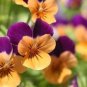 100 Pcs Mexican pansy seeds Wavy Viola Tricolor Flower Seeds bonsai potted plant