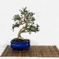 10 pcs Olive Bonsai Tree Seeds Olea Europaea Bonsai Mini Olive Tree Olive Bonsai