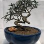 10 pcs Olive Bonsai Tree Seeds Olea Europaea Bonsai Mini Olive Tree Olive Bonsai