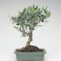 10 pcs Olive Bonsai Tree Seeds Olea Europaea Bonsai Mini Olive Tree Olive Bonsai