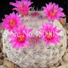 200 Pcs lithops Seeds