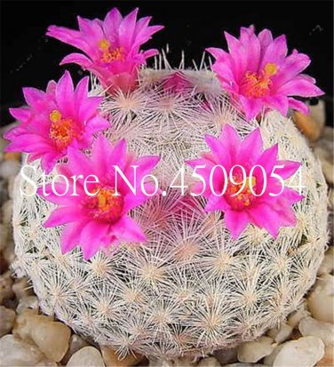 200 Pcs lithops Seeds
