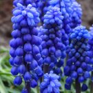 100 Pcs New Arrival!Blue Violet Purple Grape Hyacinth flower Seeds