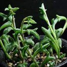 10 Pcs Dolphin Succulent Seeds