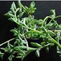 10 Pcs Dolphin Succulent Seeds