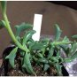 10 Pcs Dolphin Succulent Seeds