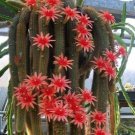 5 Pcs Hildewintera Aureispina Cactus Seeds