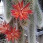 5 Pcs Hildewintera Aureispina Cactus Seeds