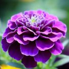 200 Pcs Rose Pink Color French Marigold seeds