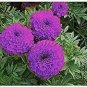 200 Pcs Rose Pink Color French Marigold seeds